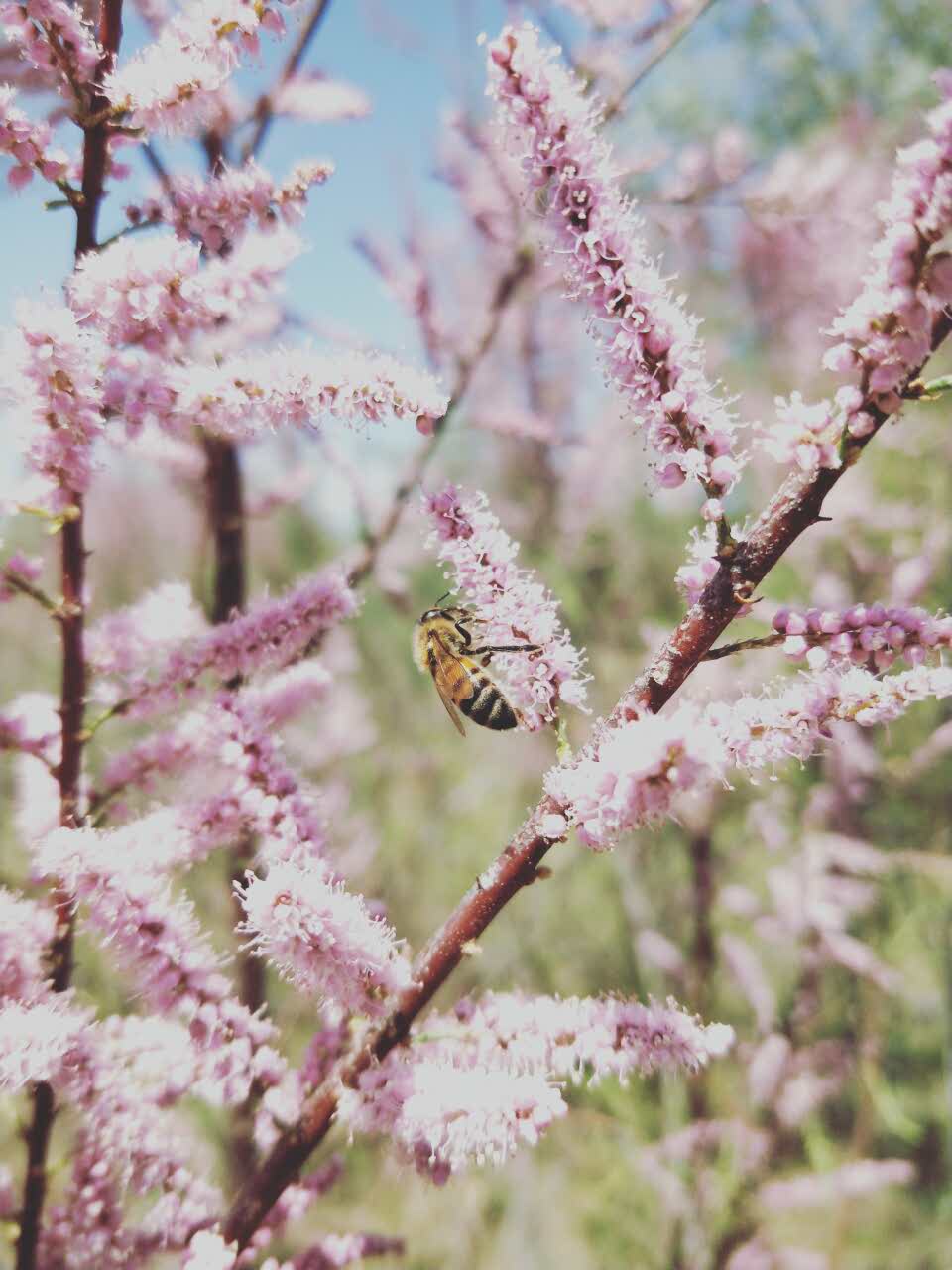 蜂蜜花粉王浆行业